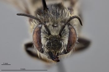 Media type: image;   Entomology 791023 Aspect: head frontal view